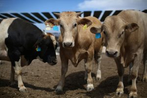 USMCA trade panel rejects US complaint about access to Canada dairy market