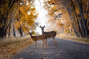 10 States Where You’re Most Likely To Hit a Deer — and How To Avoid It