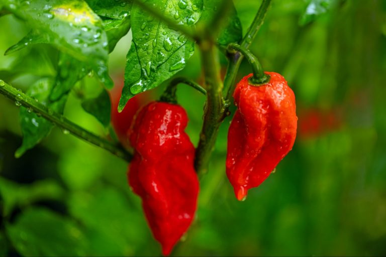 Benefit From Strong Brand Awareness with a Moe’s Southwest Grill Franchise